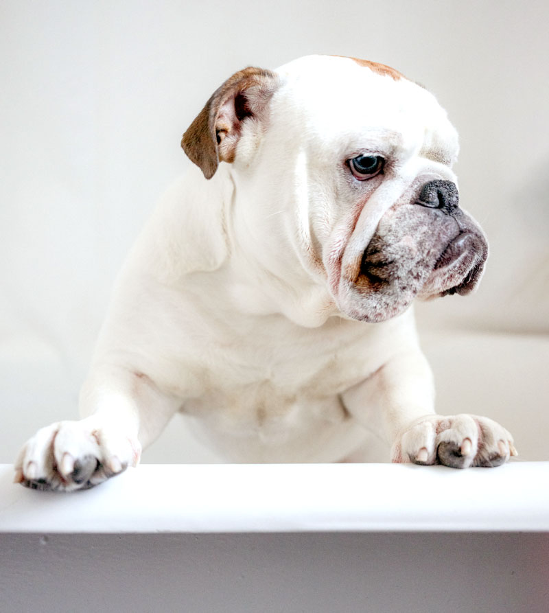 Nashville Mobile Dog Grooming