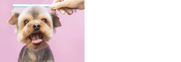 Dog Grooming Service